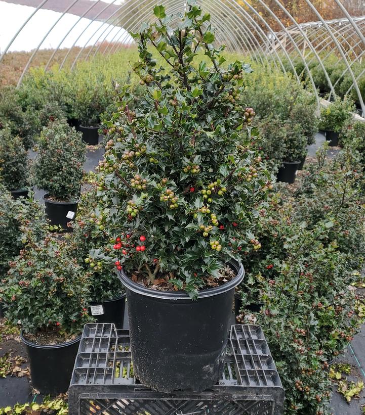 Ilex x Red Beauty™