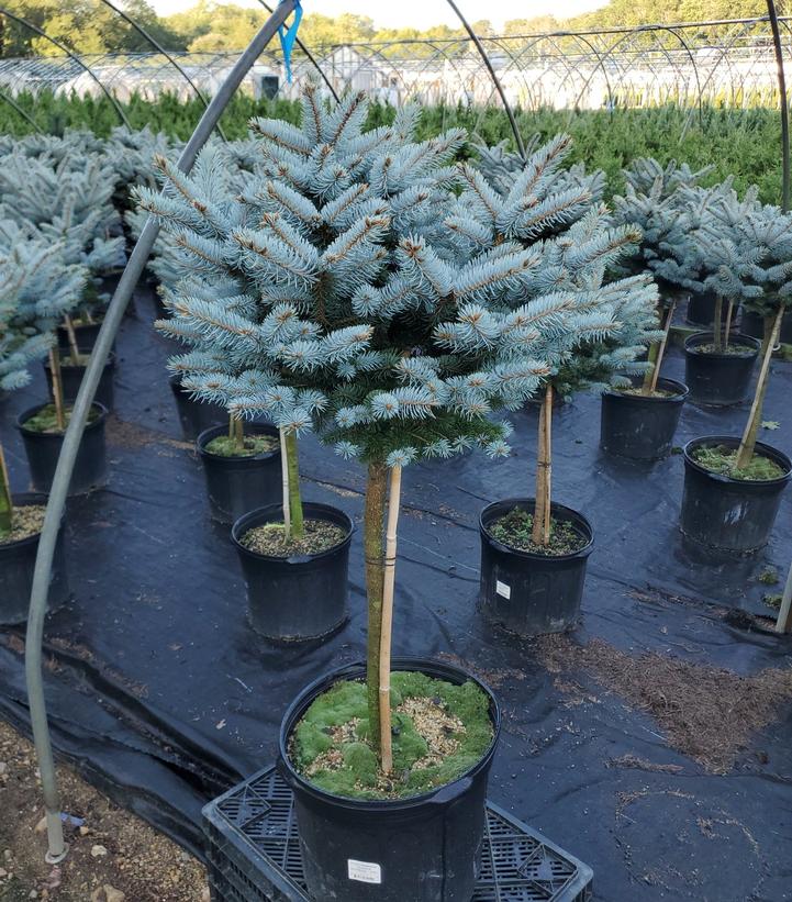 Picea pungens 'Glauca Globosa'