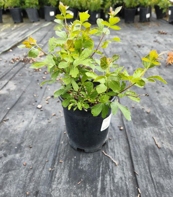 Rhus aromatica Gro-Low