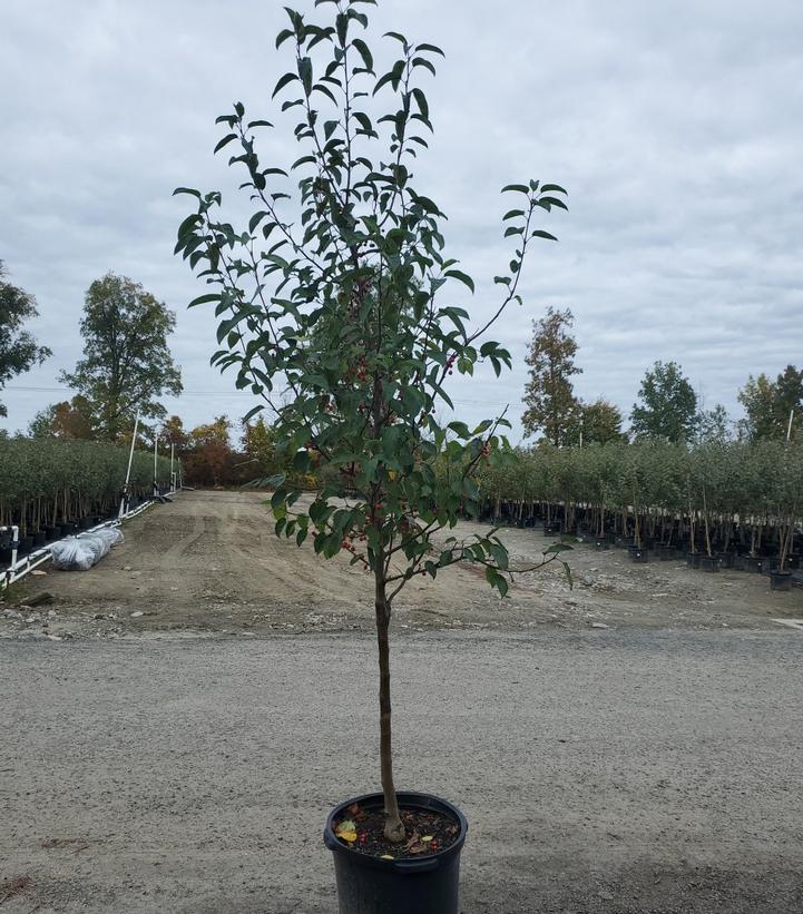 Malus X Donald Wyman