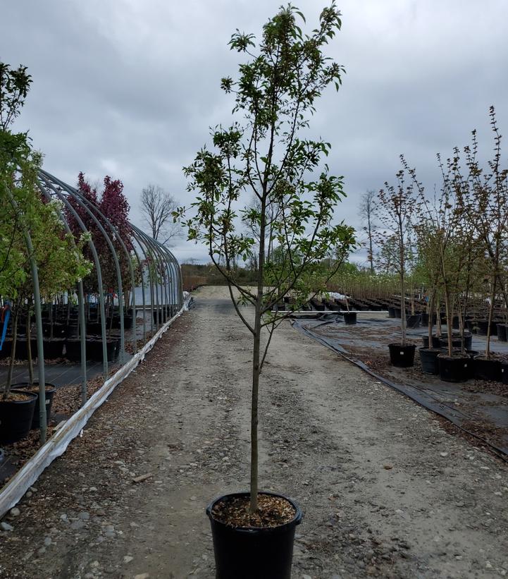 Malus 'Spring Snow'