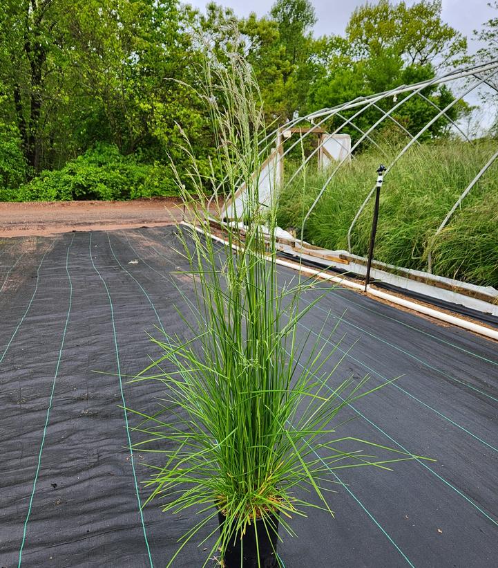 Deschampsia cespitosa 