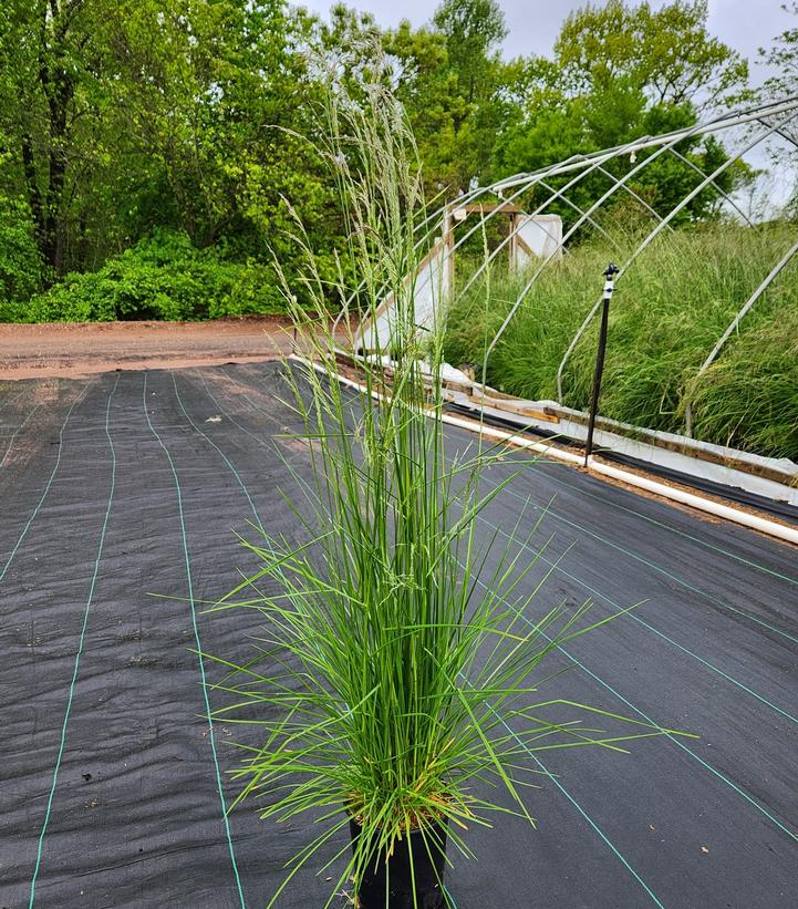 Deschampsia caespitosa 