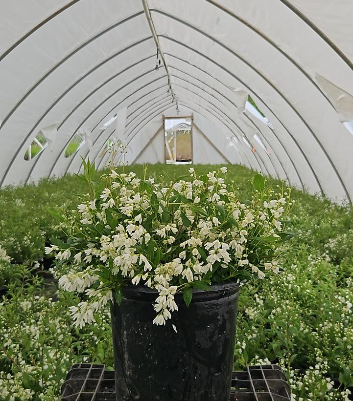 Deutzia gracilis 'Nikko'