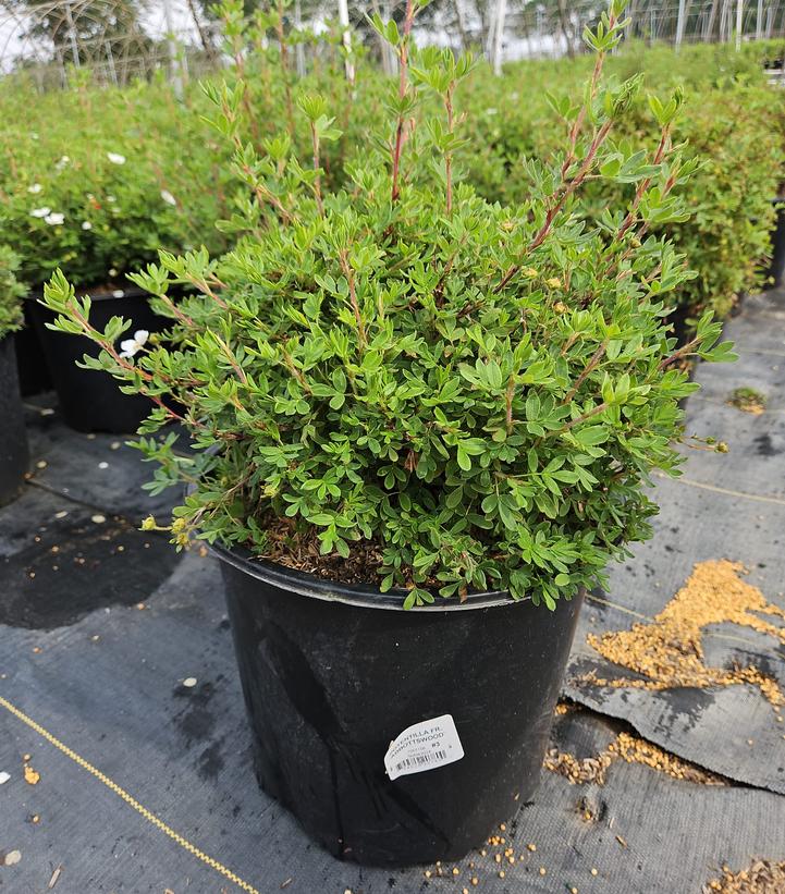 Potentilla fruticosa Abbottswood