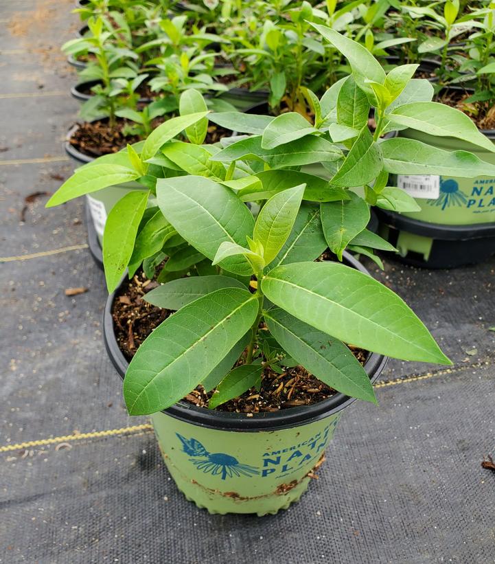 Asclepias syriaca 