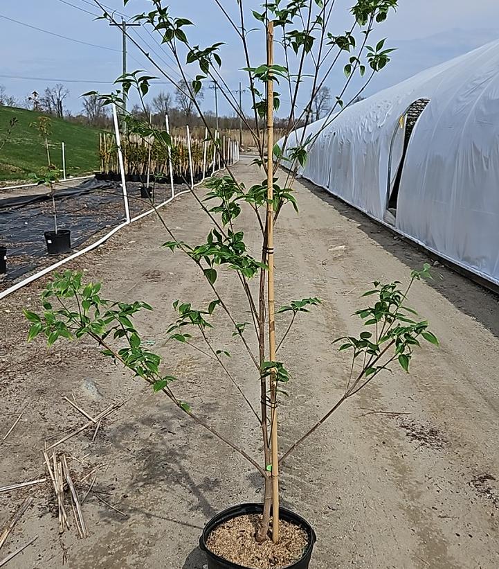Cornus X Stellar Pink®