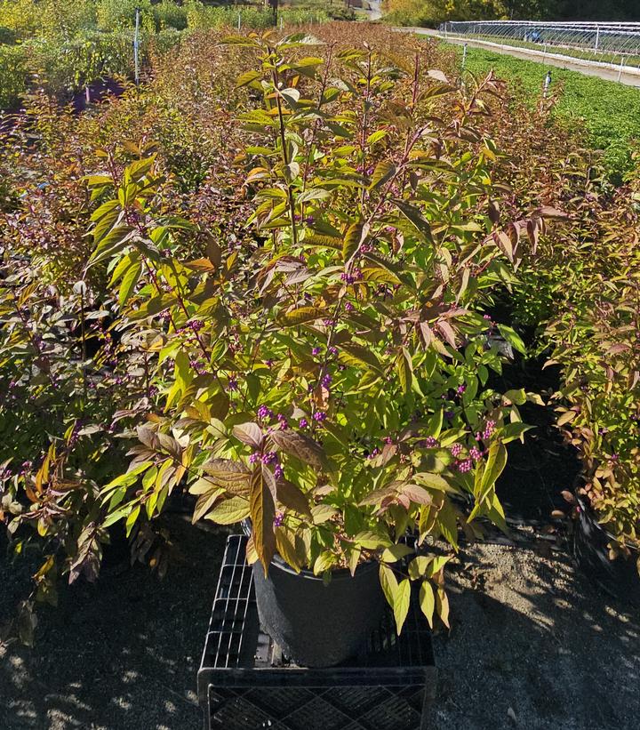 Callicarpa dich. Early Amethyst