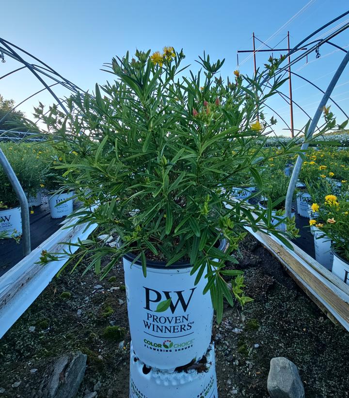 Hypericum x Sunny Boulevard®