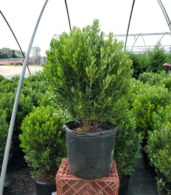 Ilex glabra 'Shamrock'