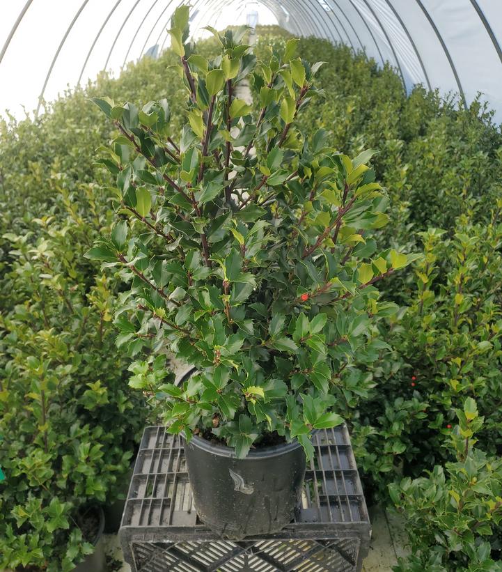 Ilex x meserveae 'Blue Maid'