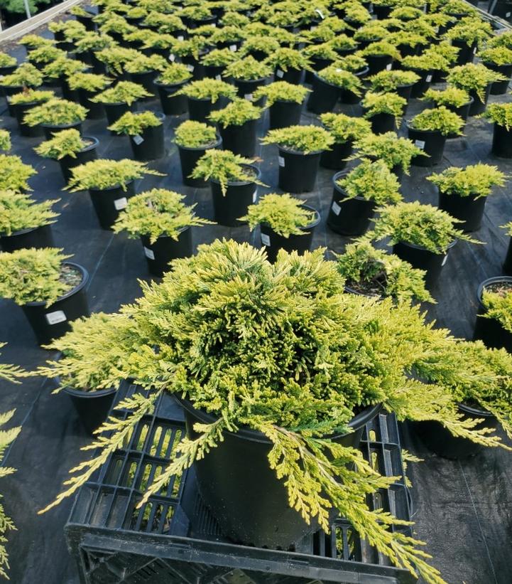 Juniperus horizontalis Golden Carpet