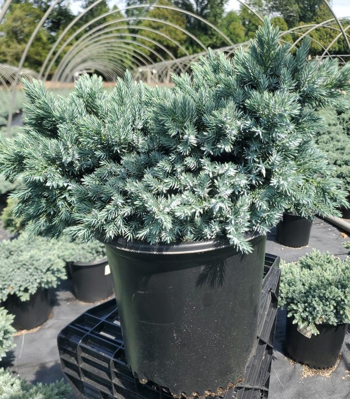 Juniperus squamata 'Blue Star'