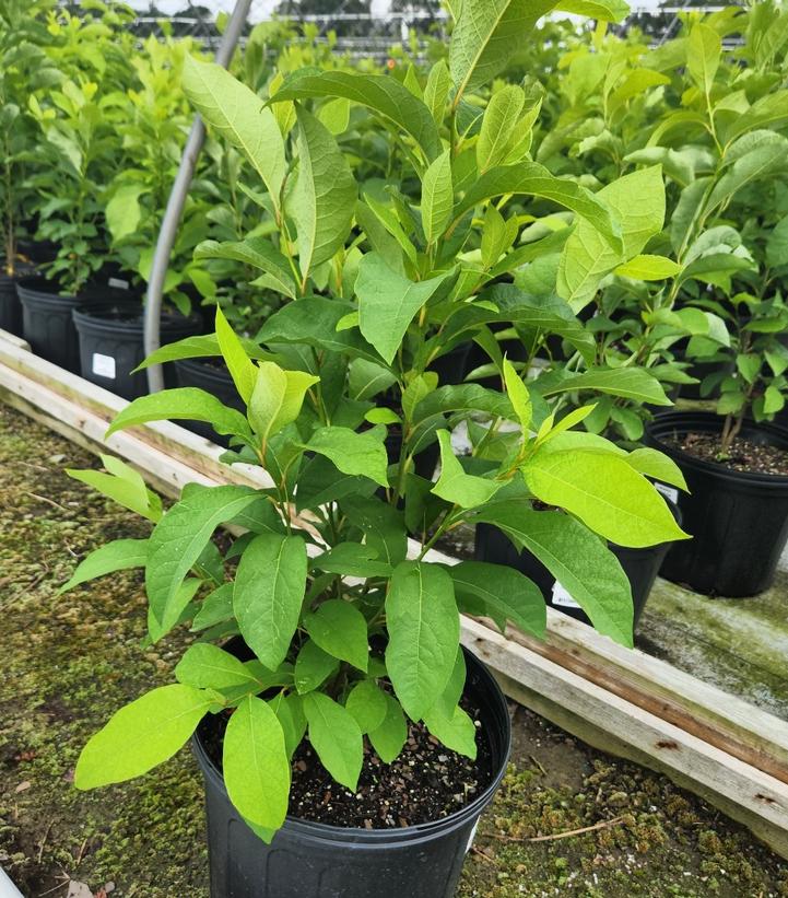 Lindera benzoin 
