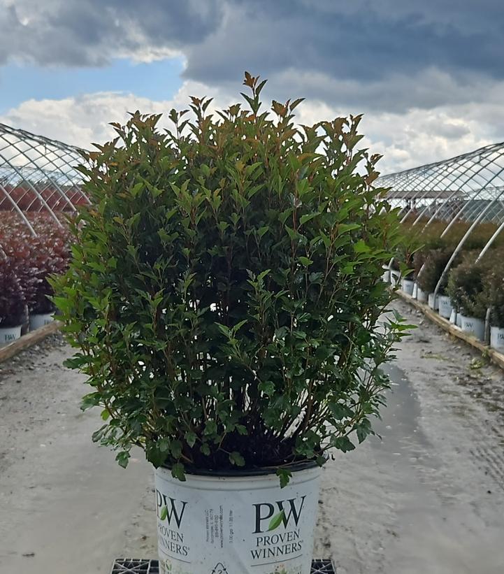 Physocarpus opulifolius Tiny Wine® Tiny Wine®