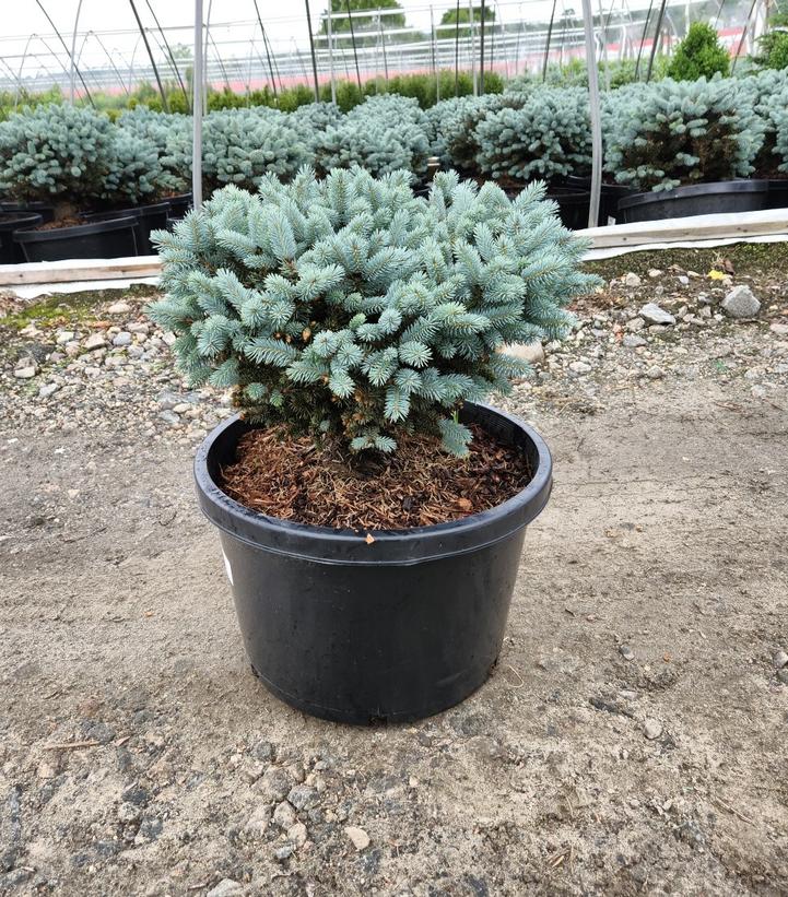 Picea pungens glauca 'Globosa'