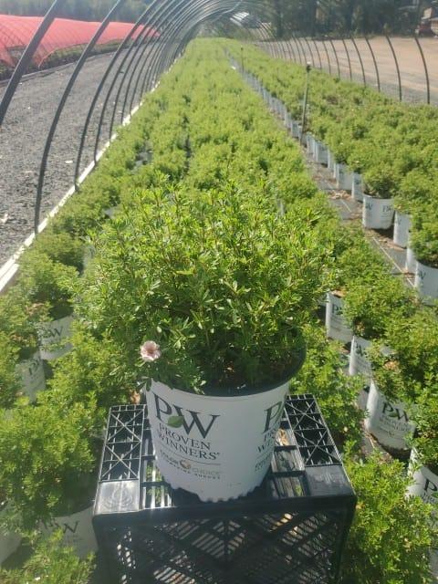 Potentilla fruticosa Happy Face® Pink Paradise