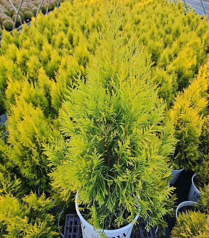 Thuja plicata Fluffy®