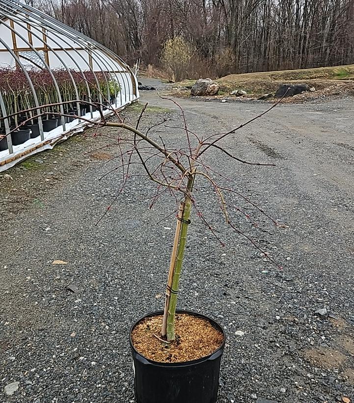 Acer palmatum dissectum 'Crimson Queen'