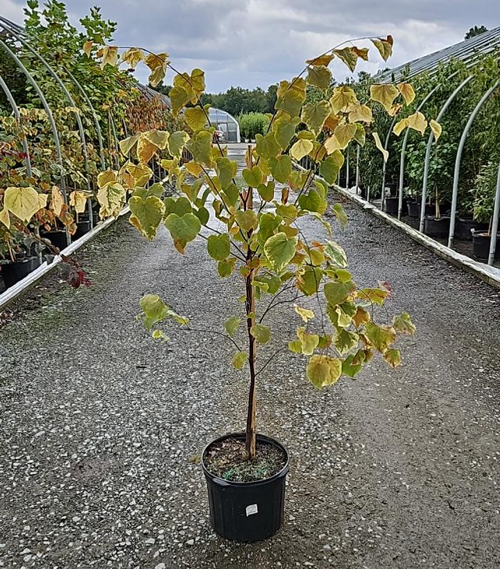 Cercis canadensis Carolina Sweetheart®