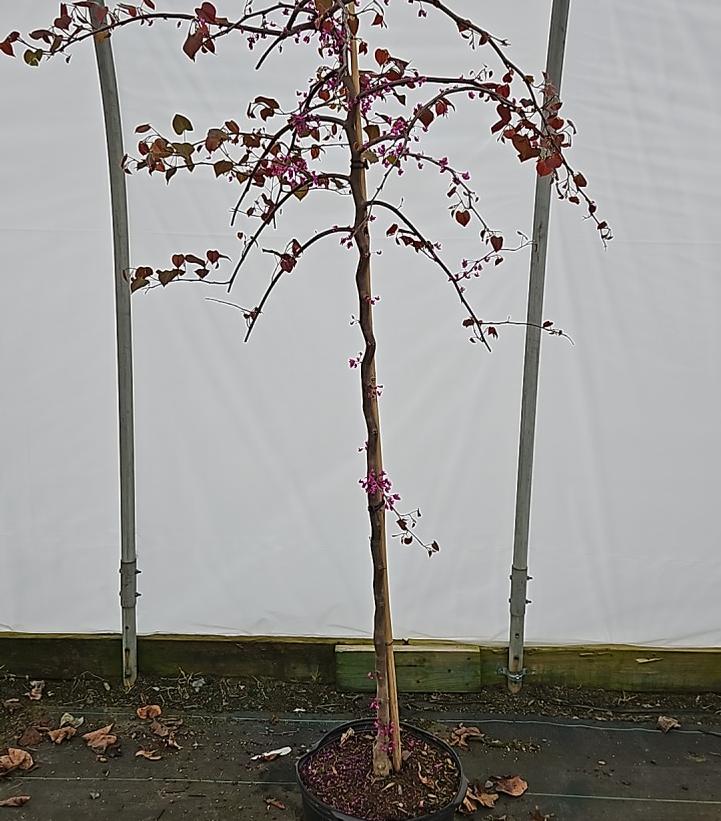 Cercis canadensis Ruby Falls