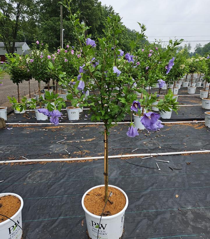 Hibiscus syriacus Azurri Blue Satin®