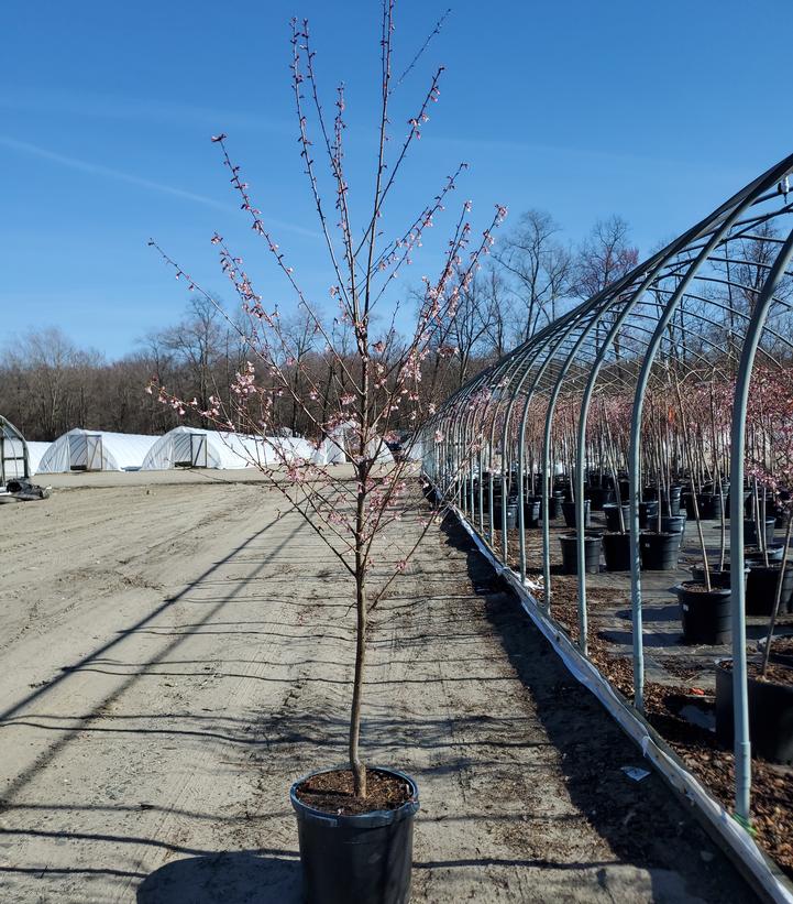 Prunus yedoensis 'Okame'