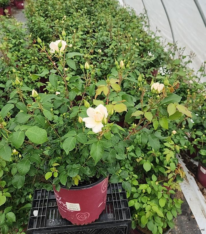 Rosa Easy Elegance® Champagne Wishes