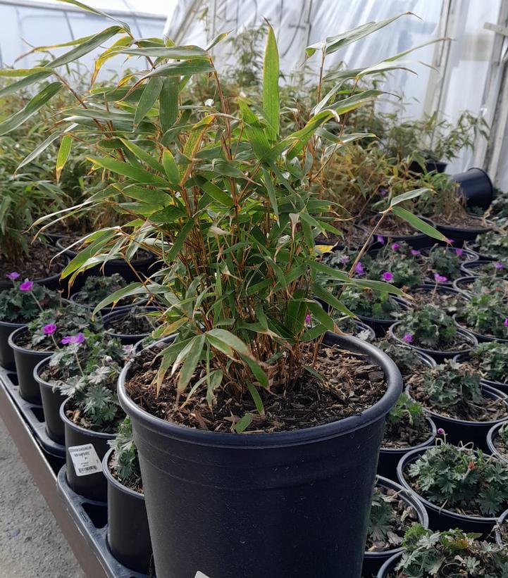 Bamboo fargesia 'Rufa'
