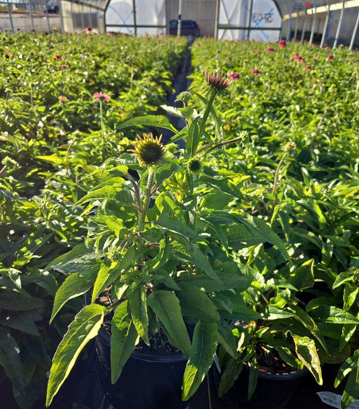 Echinacea purpurea PowWow® Wild Berry