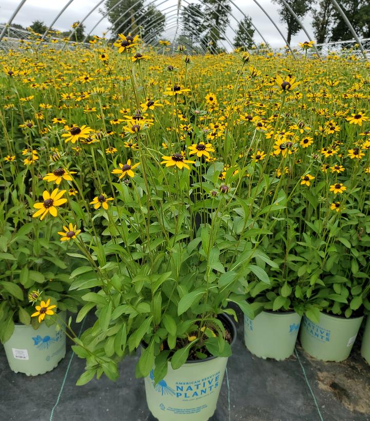Rudbeckia var. fulgida 