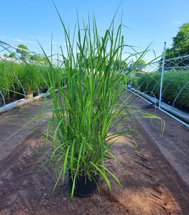 Miscanthus floridulis 
