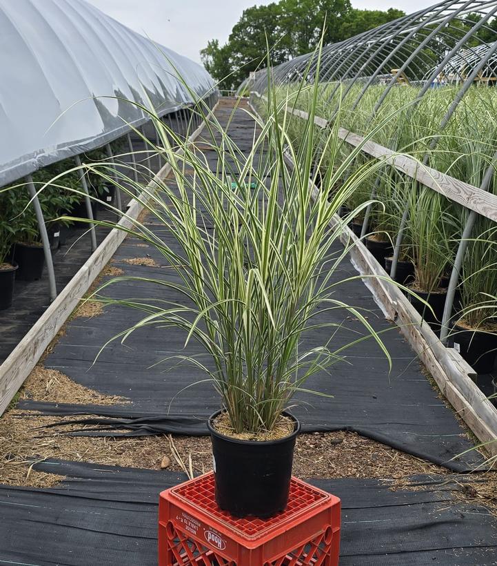 Miscanthus sinensis 'Rigoletto'