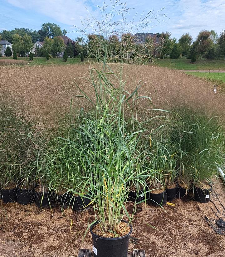 Panicum virgatum Heavy Metal