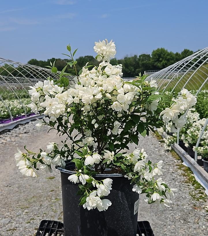 Philadelphus 'Snowbelle'