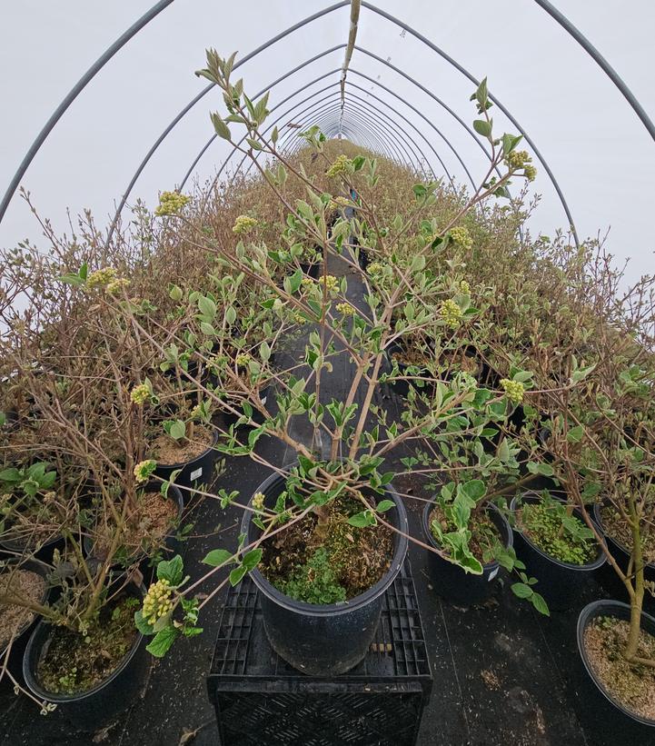 Viburnum carlesii 