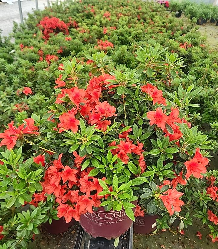 Azalea Encore® Autumn Bravo®