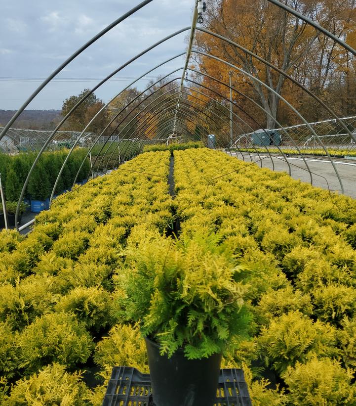 Chamaecyparis pisifera 'Vintage Gold'
