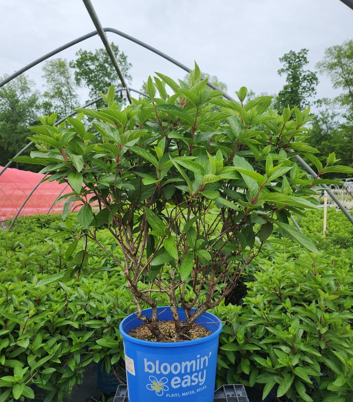 Hydrangea paniculata Flare™