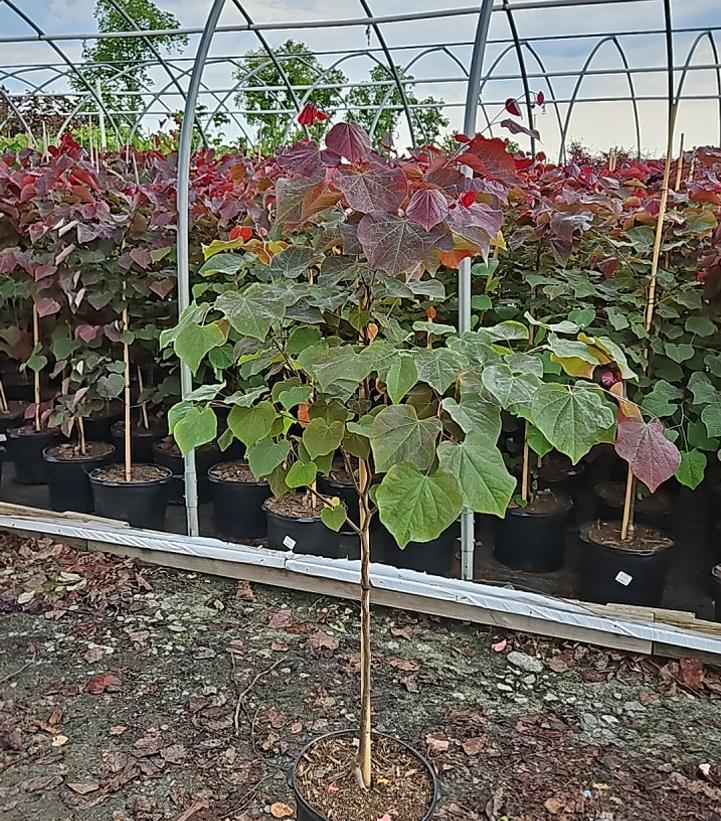 Cercis canadensis Black Pearl™