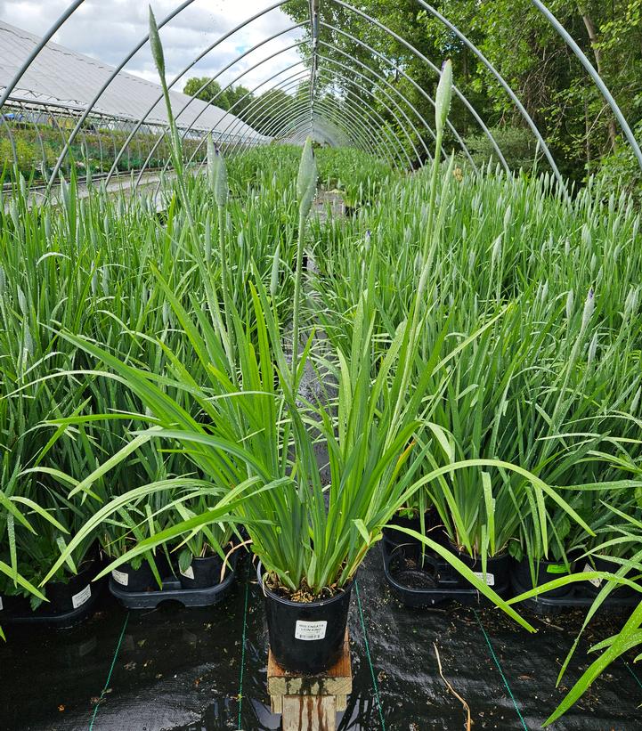 Iris ensata 'Lion King'