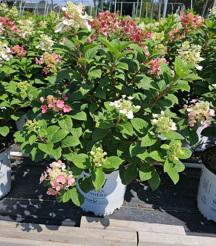 Hydrangea paniculata Little Quick Fire®