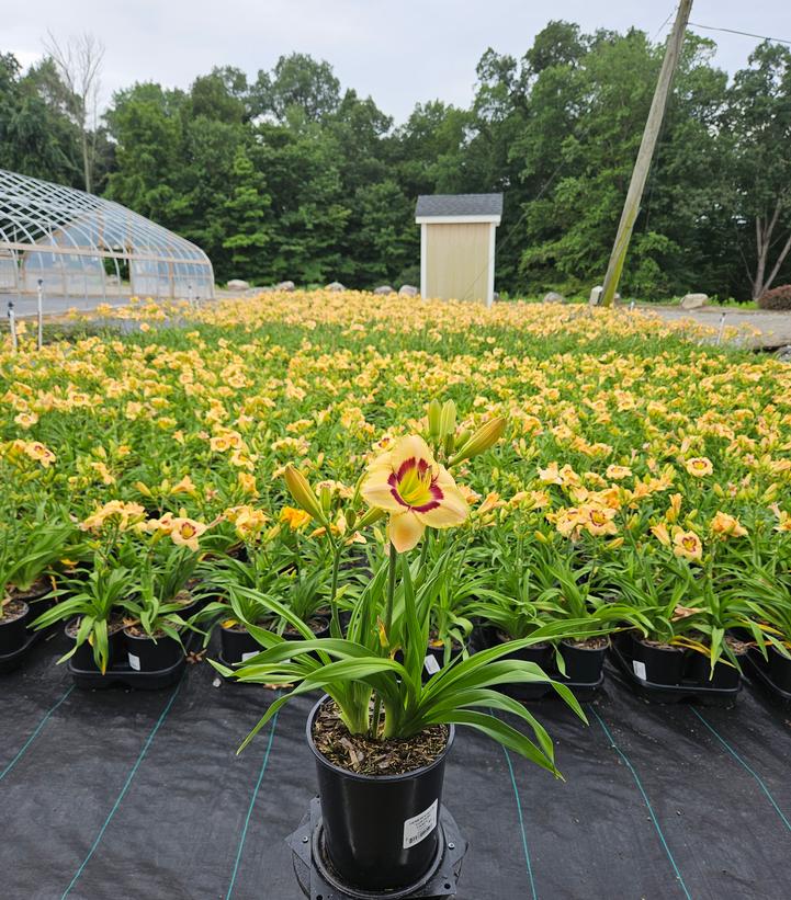 Hemerocallis Custard Candy