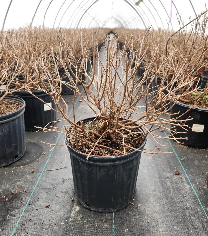 Clethera alnifolia 'Sixteen Candles'