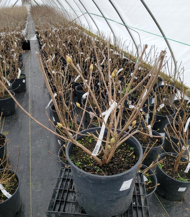 Azalea x Northern Lights 'Mandarin Lights'