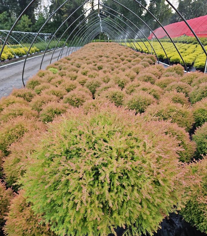 Thuja occidentalis Fire Chief™
