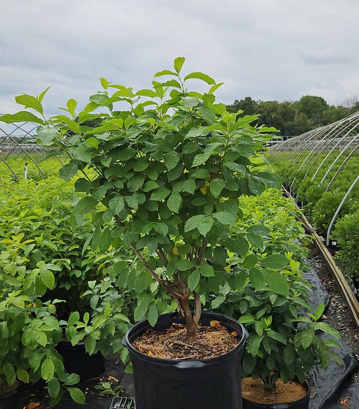 Lindera benzoin 