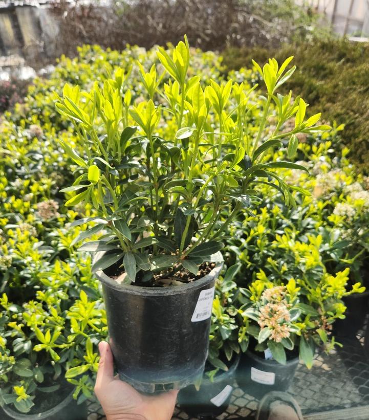 Skimmia japonica 