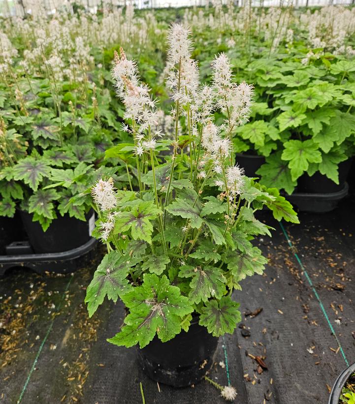 Tiarella x 'Fingerpaint'