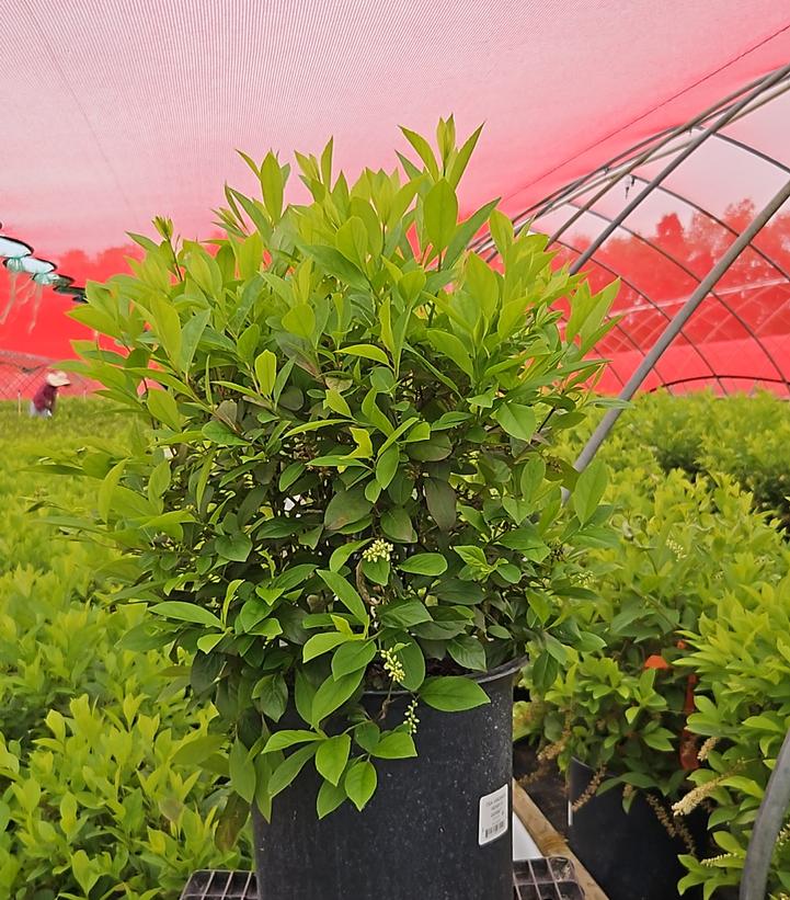 Itea virginica Henrys Garnet